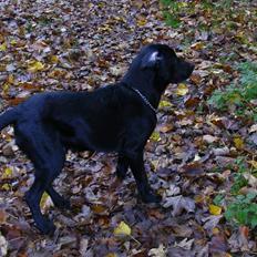 Blanding af racer Balder *RIP*