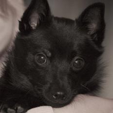 Schipperke Maggie