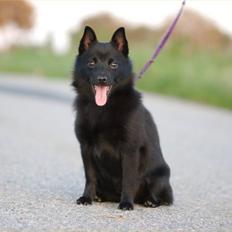 Schipperke Maggie