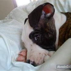 Blanding af racer Luka