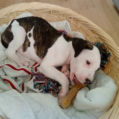 Blanding af racer Luka