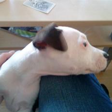 Blanding af racer Luka