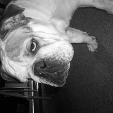 Engelsk bulldog Trunte *Rip*