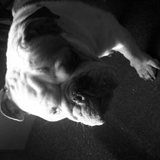 Engelsk bulldog Trunte *Rip*