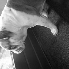 Engelsk bulldog Trunte *Rip*