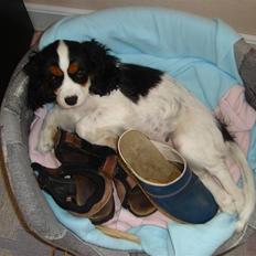 Cavalier king charles spaniel Townfields Bella