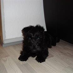 Skotsk terrier Clive