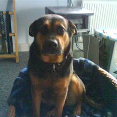 Blanding af racer Snif