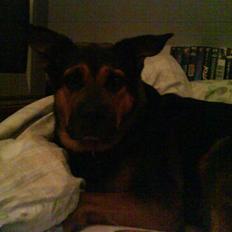 Blanding af racer Snif