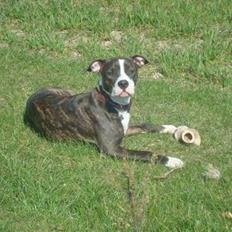 Amerikansk staffordshire terrier Nala