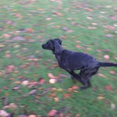 Blanding af racer bibi lige blvet solgt :`(