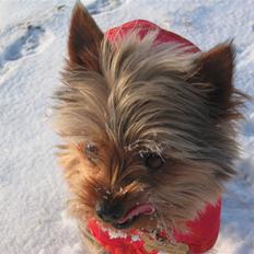Yorkshire terrier Silk