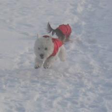 Yorkshire terrier Silk