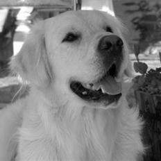 Golden retriever Grejsdalens Loke