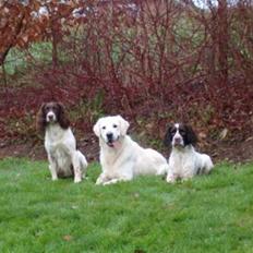 Golden retriever Grejsdalens Loke