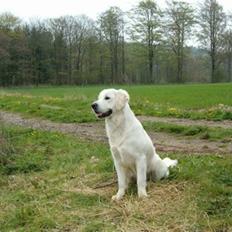 Golden retriever Grejsdalens Loke