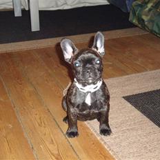 Fransk bulldog ^Bina^