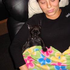 Fransk bulldog ^Bina^