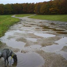 Mellemschnauzer Jarle