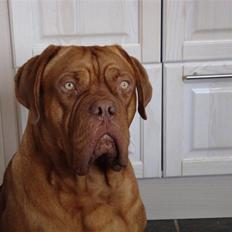 Dogue de bordeaux Ludvig R.I.P