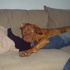 Dogue de bordeaux Ludvig R.I.P