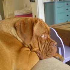 Dogue de bordeaux Ludvig R.I.P