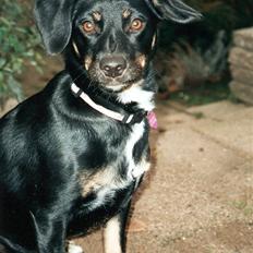 Dansk svensk gaardhund Lilo