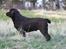 Labrador retriever Baloo