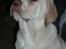 Labrador retriever Tiko