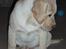 Labrador retriever Tiko