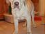 Labrador retriever Tiko