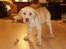 Labrador retriever Tiko