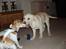 Labrador retriever Tiko