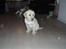 Labrador retriever Tiko