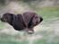 Labrador retriever Baloo - Jeg komner først
