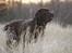 Labrador retriever Baloo - Baloo får fært af vildt 