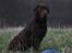 Labrador retriever Baloo