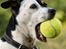 Dansk svensk gaardhund Dina - gisp, hvor er tennisbolde altså store