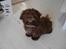 Shih tzu Bella