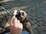 Border terrier .- Zoë -.  { Min'Ged ! :D - IS <333