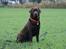 Labrador retriever Baloo