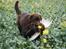 Labrador retriever Baloo