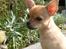 Chihuahua Kimie - Hej! Og velkommen til min profil :) Læg gerne en kommentar inden I går