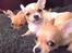 Chihuahua Kimie - Kimie sammen med hendes to søstre Lulu og Chanel