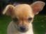 Chihuahua Kimie - Hvem elsker ikke at være ude i solen?