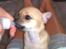 Chihuahua Kimie