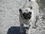 Mops Malibu