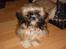 Shih tzu Buffy