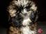 Shih tzu Buffy