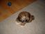 Shih tzu Buffy